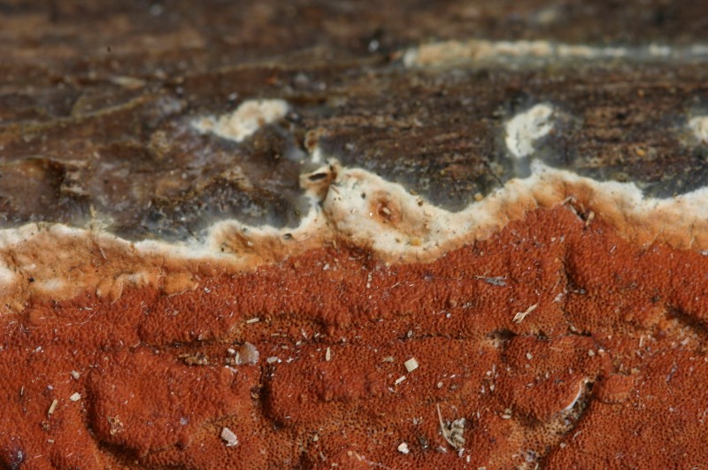 Gloeoporus taxicola? (Gloeoporus taxicola)